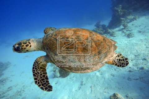 Vilë në Al Zorah, Ajman, Emiratet e Bashkuara Arabe 5 dhoma gjumi, 681.7 m2. № 589186 - Foto 33