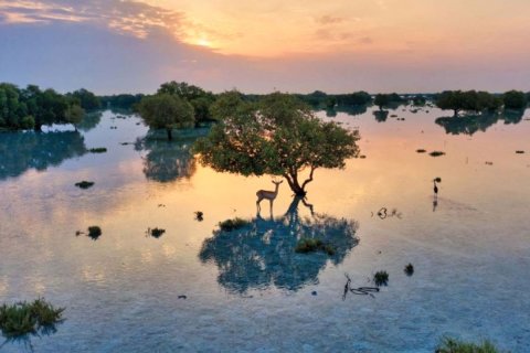 Properti Komersial di Abu Dhabi, UEA 5 kamar tidur, 619 m2 nomor 594652 - foto 11