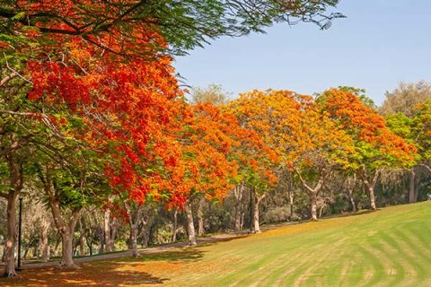 Золотая виза ОАЭ через инвестиции в недвижимость в 2024 году